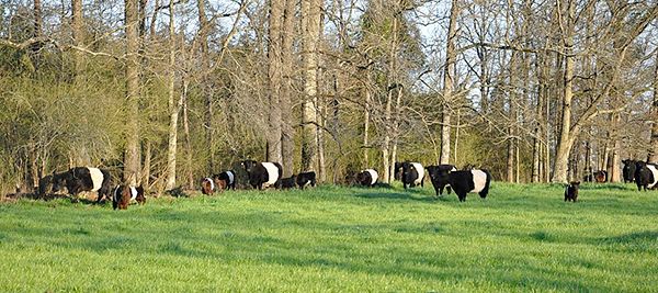 Belted Galloway stand of trees